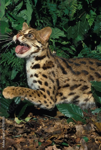 Leopard Cat, prionailurus bengalensis, Adult Snarling © slowmotiongli