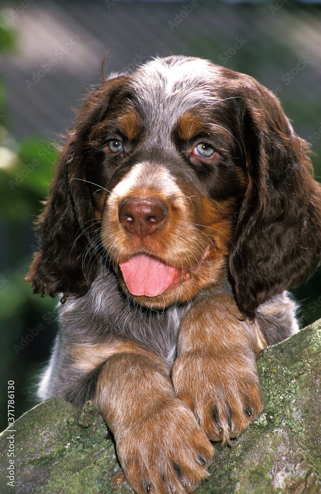 Picardy Spaniel Pup