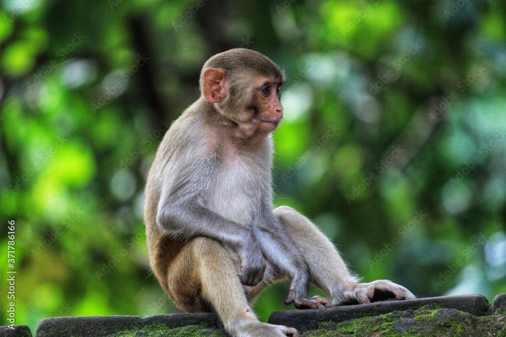 Wallpaper nature background Black spider monkey images for desktop section настроения download