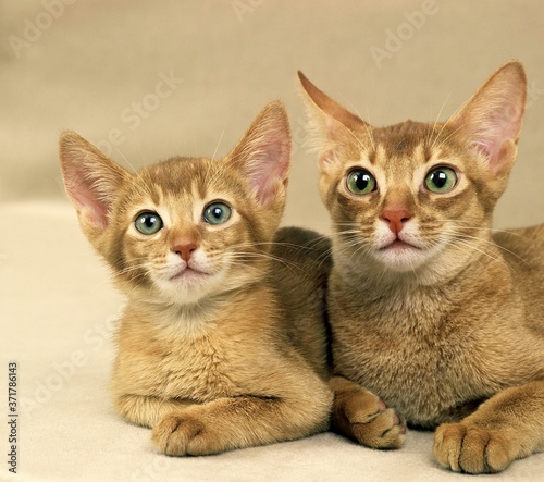 Red Abyssinian Domestic Cat, Mother and Kitten laying