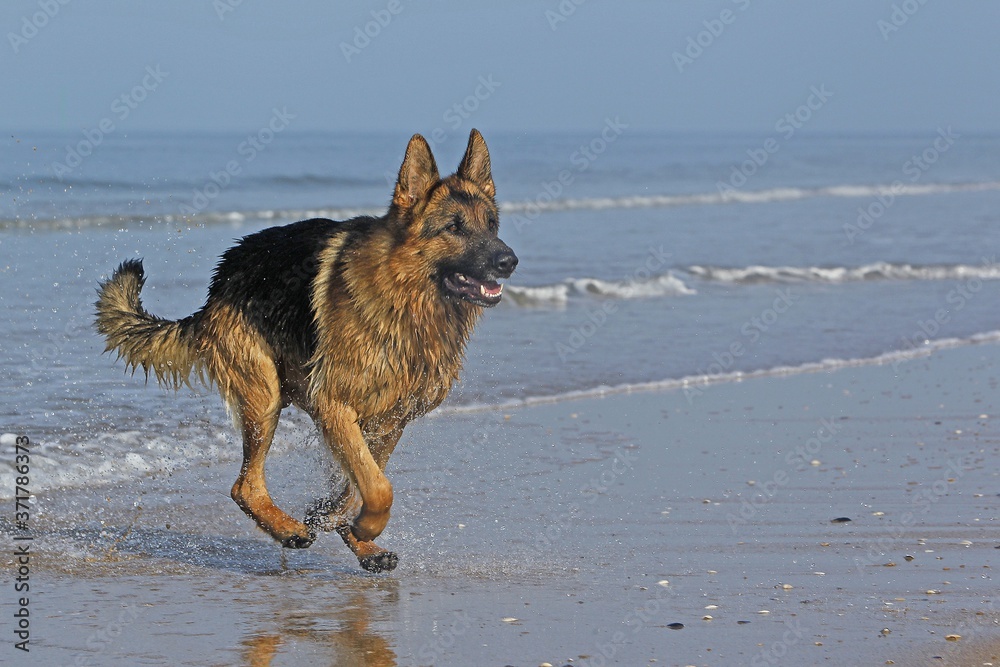 German Shepherd, Male running on beach in Normandy German Shepherd, Male running on beach in Normandy