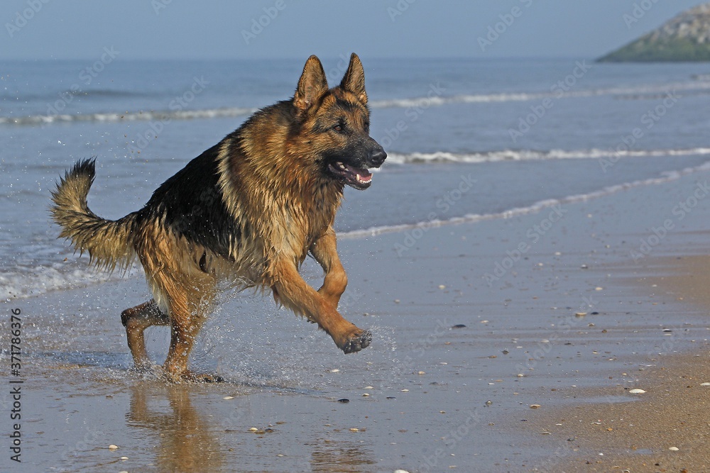 German Shepherd, Male running on beach in Normandy