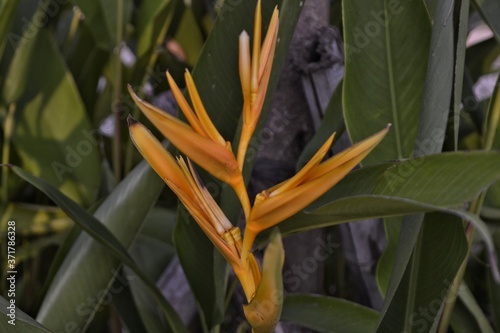 heliconia is a beautiful flower, a tropical summer flower