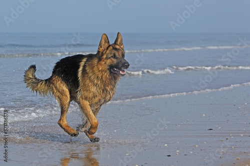 German Shepherd, Male running on beach in Normandy © slowmotiongli