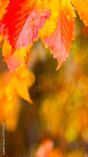 Red leaves of a wild grapes. Autumn leaves of wild grapes with blurred background. Autumn background. Copy space. Selective focus