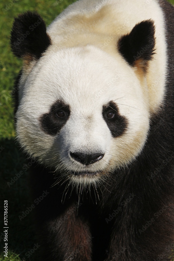 Giant Panda, ailuropoda melanoleuca, Portrait of Adult