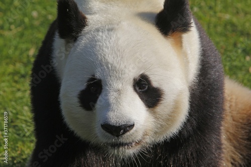Fototapeta Naklejka Na Ścianę i Meble -  Giant Panda, ailuropoda melanoleuca, Portrait of Adult