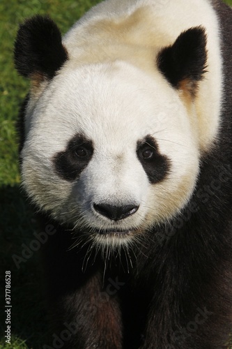 Giant Panda  ailuropoda melanoleuca  Portrait of Adult