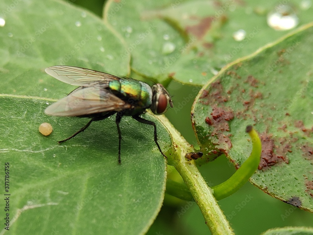 Naklejka premium fly on green leaf