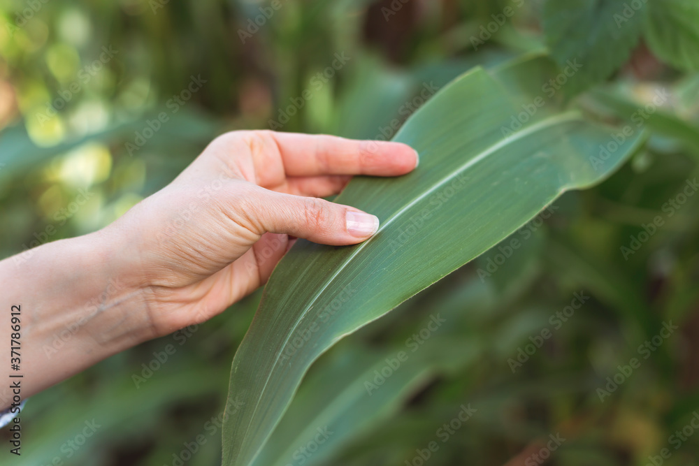 The farmer's hands are holding a corn leaf. An agronomist examines a plant in his field.