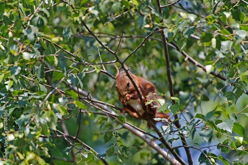 Red Squirrel, sciurus vulgaris, Adult standing in Tree, Auvergne in France © slowmotiongli