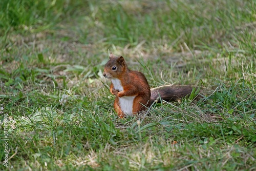 Red Squirrel, sciurus vulgaris, Adult standing on Grass, Auvergne in France