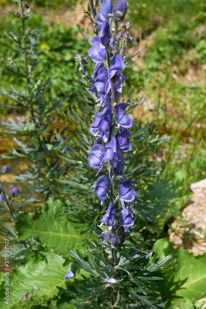 Fototapeta premium Aconitum napellus