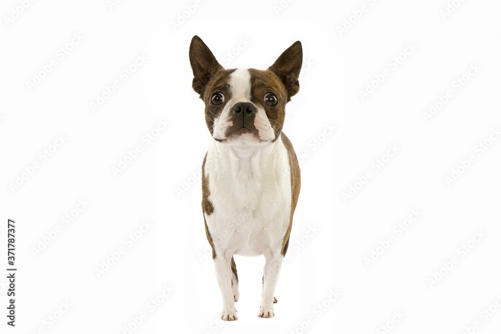 Boston Terrier Dog against White Background