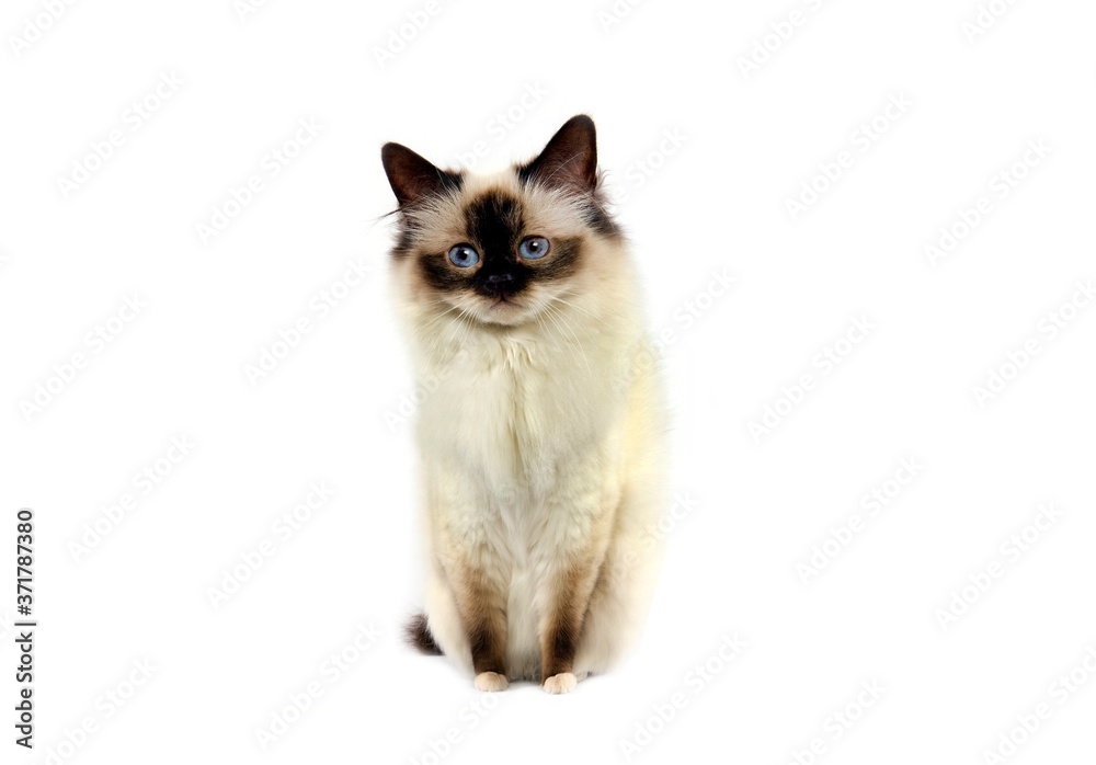 Seal Birmanese Domestic Cat, Adult sitting against White Background