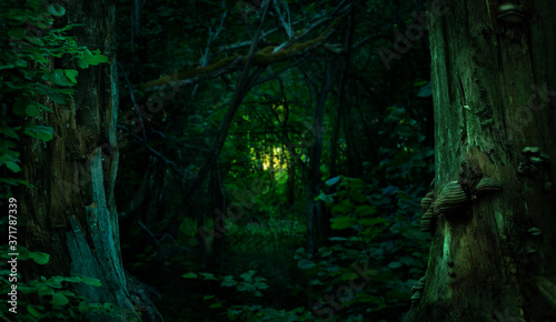 Light in dark mysterious forest. Green enchanted woods Framed by old massive trees. Crooked mossy branches in twilight