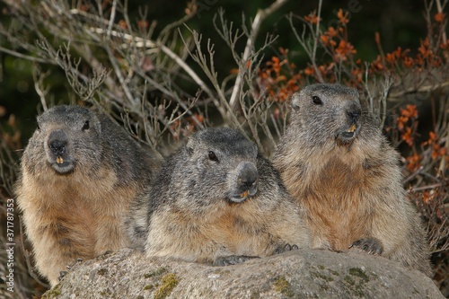 Alpine Marmot, marmota marmota, Adults standing on Rocks, Alps in South East of France © slowmotiongli