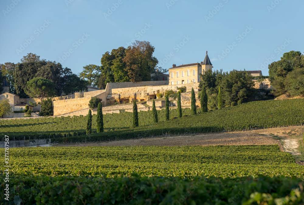 Ripe red grapes on rows of vines in vienyard of Clos La Madeleine  before the wine harvest in Saint Emilion region. France