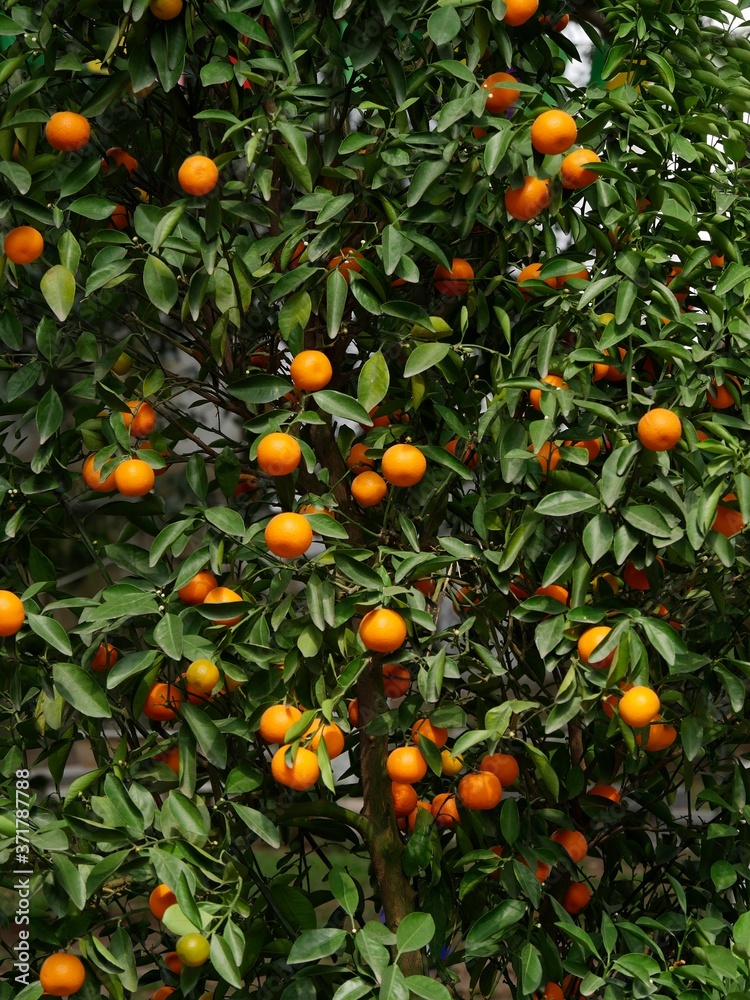 Kumquat, fortunella margarita, Hanoi in Vietnam