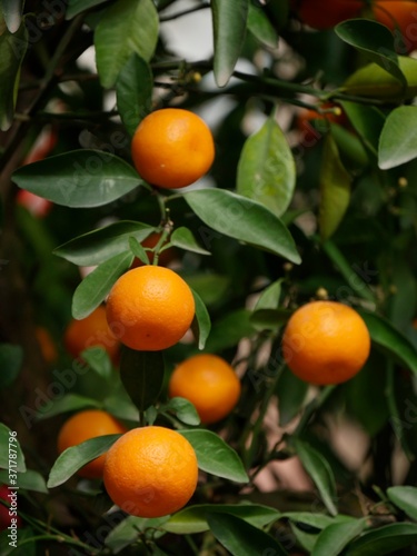 Kumquat, fortunella margarita, Hanoi in Vietnam
