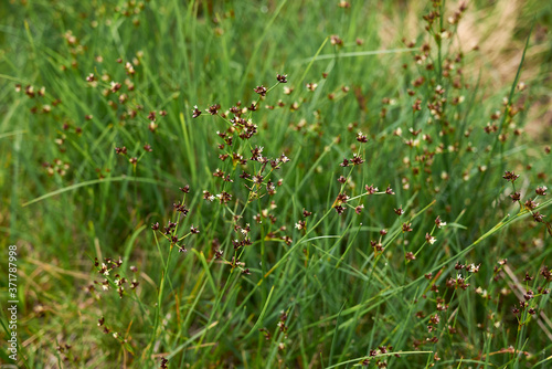 Juncus articulatus