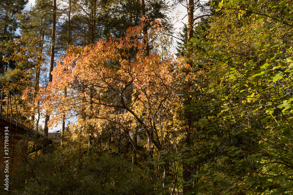 Fototapeta premium Autumn foliage in the evening sun