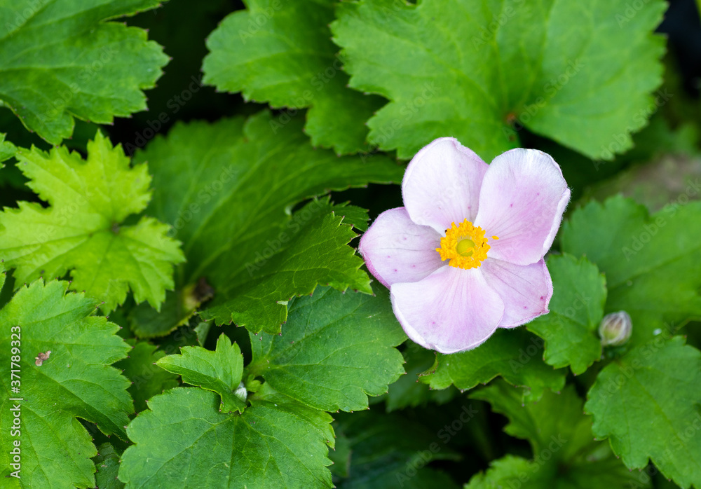 Anemone (hupehensis 'Little Princess') flower Anemone (hupehensis 'Little Princess') flower