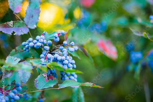 Mahonia aquifolium Oregon-grape or Oregon grape ripen on the branches. Plant in family Berberidaceae. Blue berries on a bush