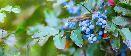 Mahonia aquifolium Oregon-grape or Oregon grape ripen on the branches. Plant in family Berberidaceae. Blue berries on a bush photo