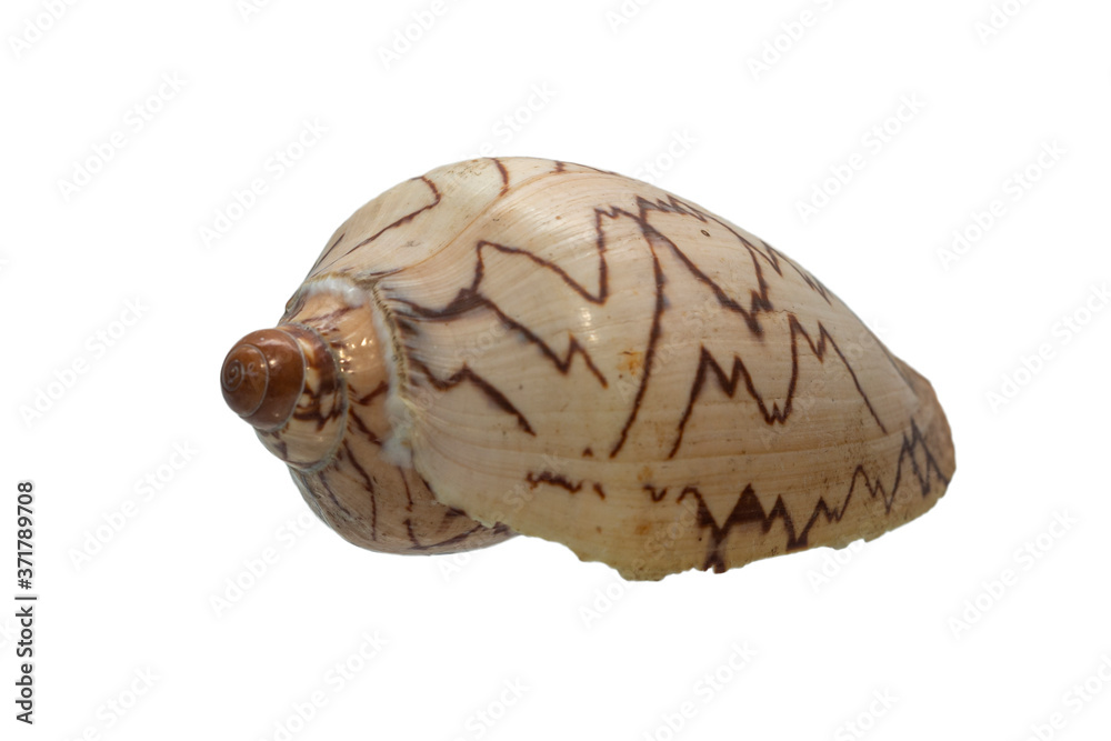 Sea shells isolated on a white background close up. Sea shells isolated on a white background close up.