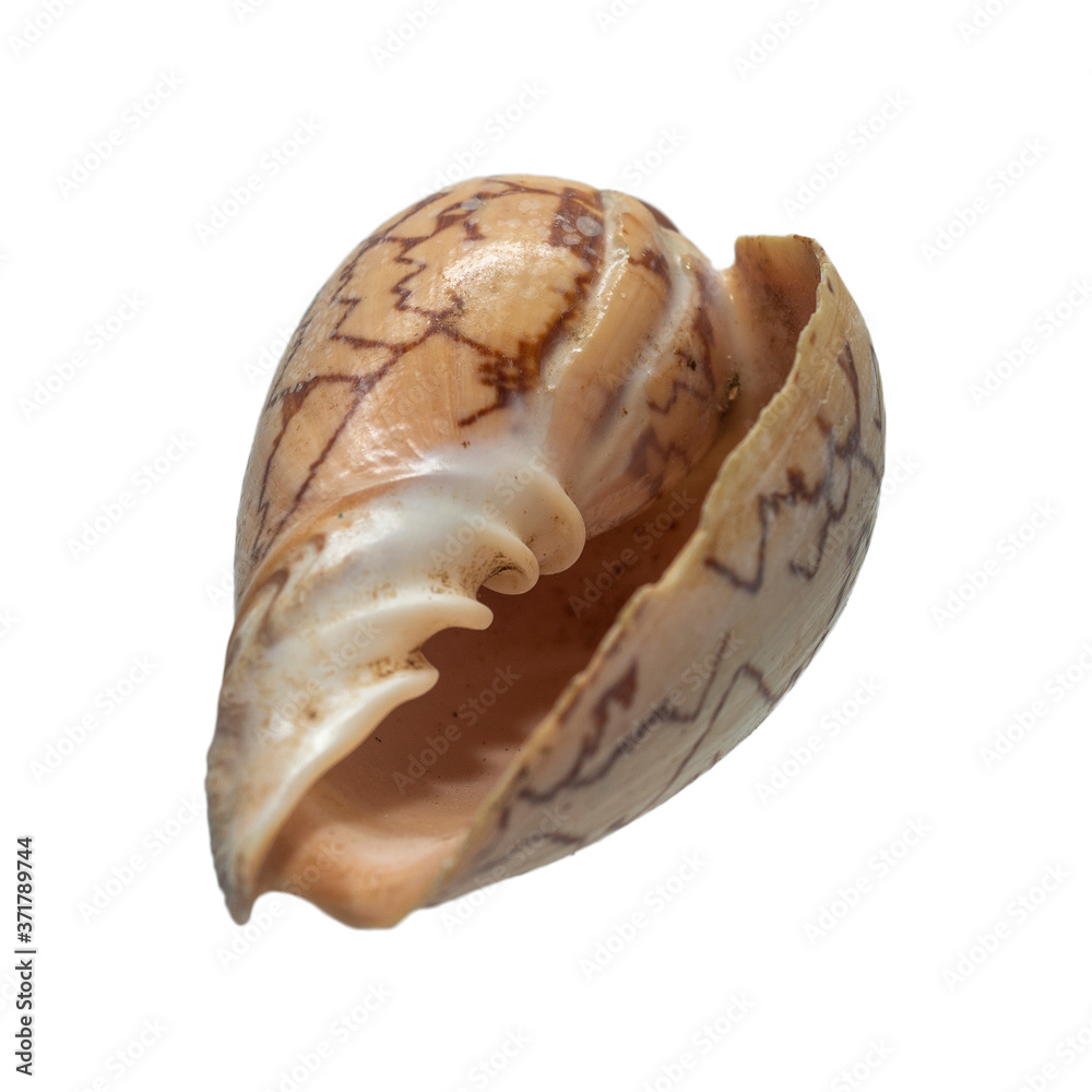 Sea shells isolated on a white background close up. Sea shells isolated on a white background close up.
