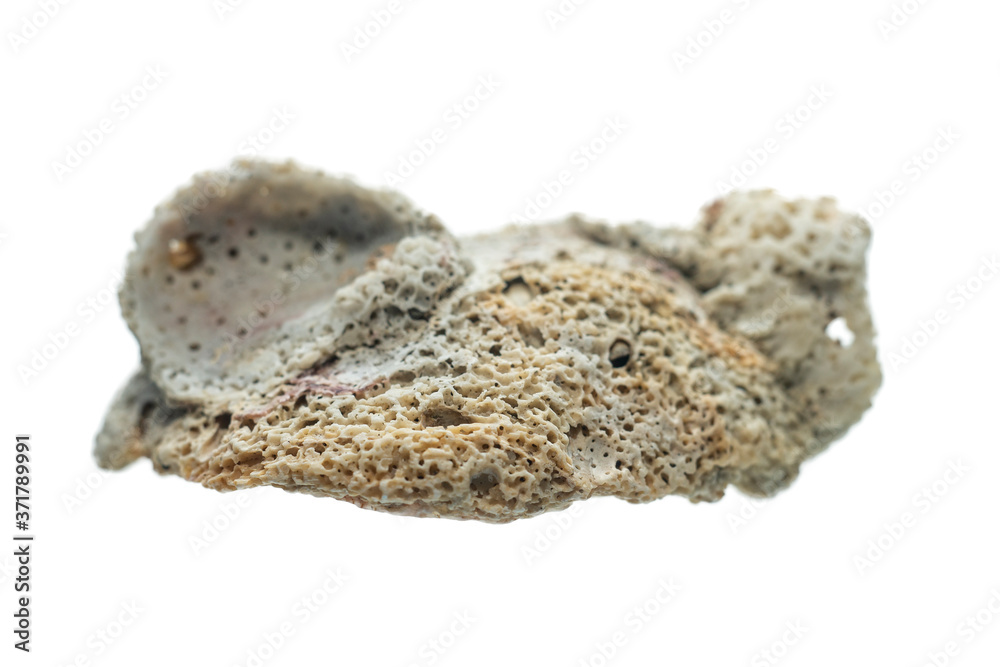petrified coral isolated on a white background, close up. petrified coral isolated on a white background, close up.