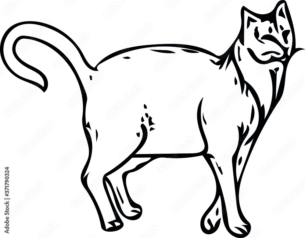 vector image of a cat in different angles