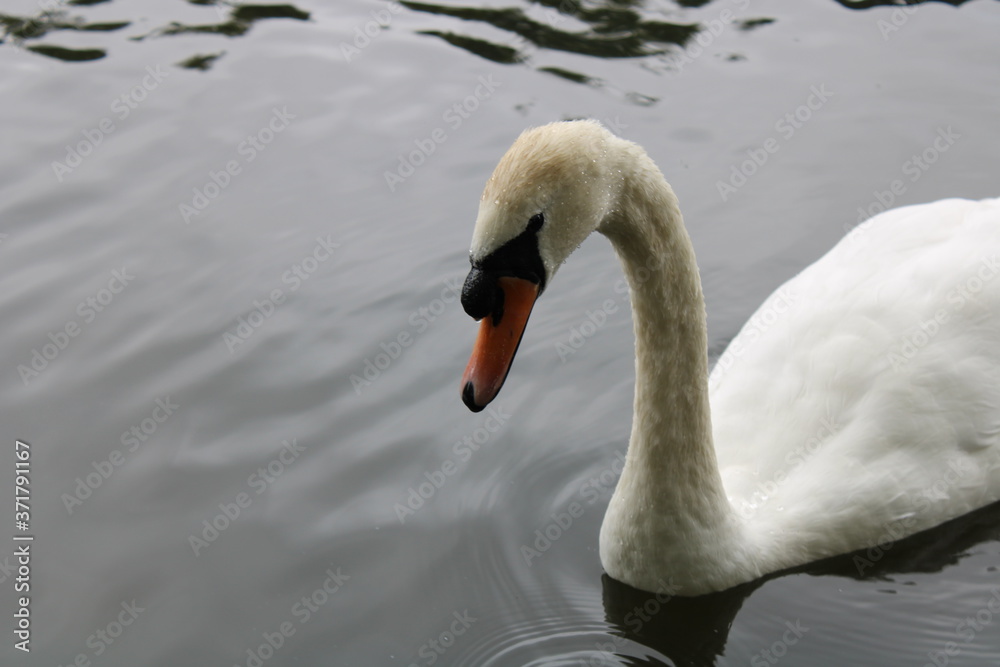 swans on water at breary marsh west yorkshire swans on water at breary marsh west yorkshire