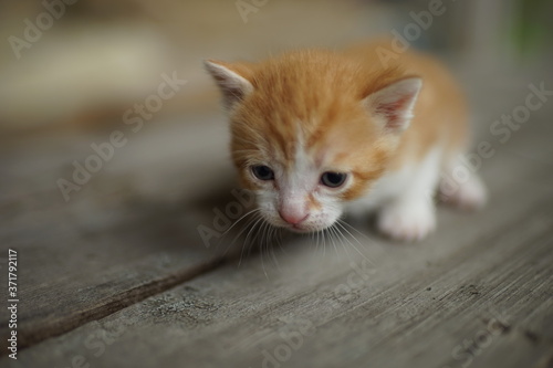 Ginger white newborn kitten walk on the wooden floor © Omega