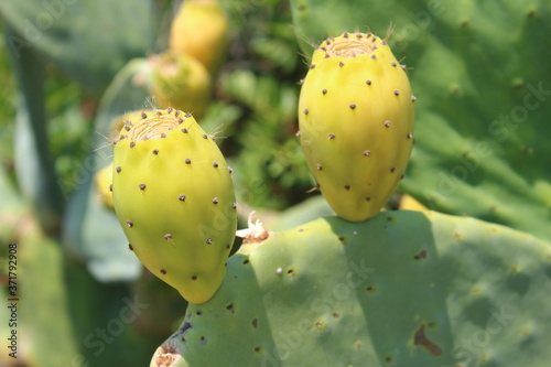 prickly pears in the foreground