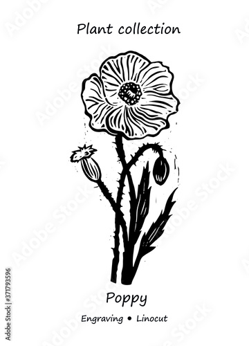  Poppy plant clover. Poppy vector. Poppy flower vector. Floral illustration. Wild plant illustration. Engraving vector Poppy flower. 
