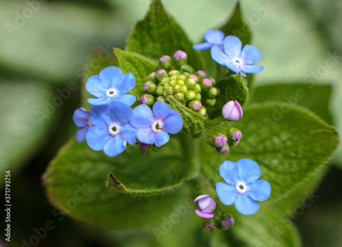 Blue flowers on siberian bugloss plant
