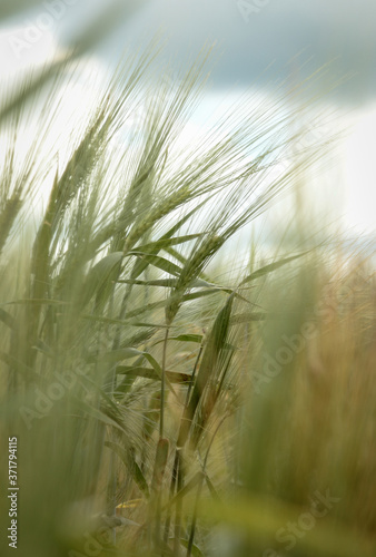 Selective focus of barley in a field