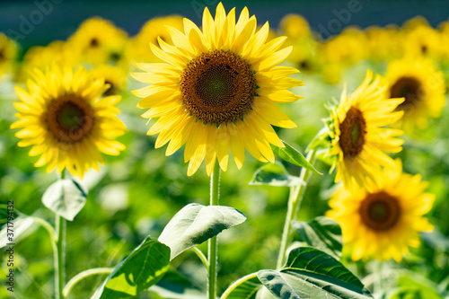愛知牧場８月中旬の向日葵
