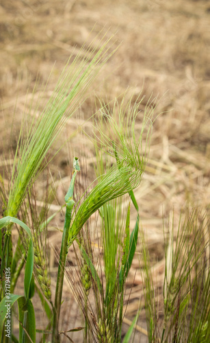 Barley with whiskers at the side of a field