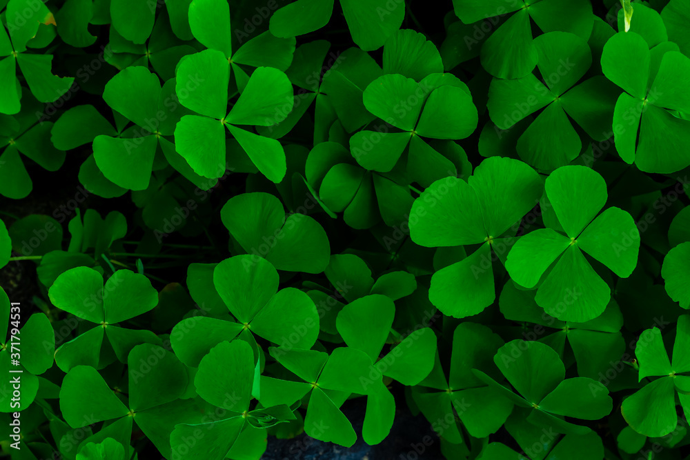 green clover background green clover background