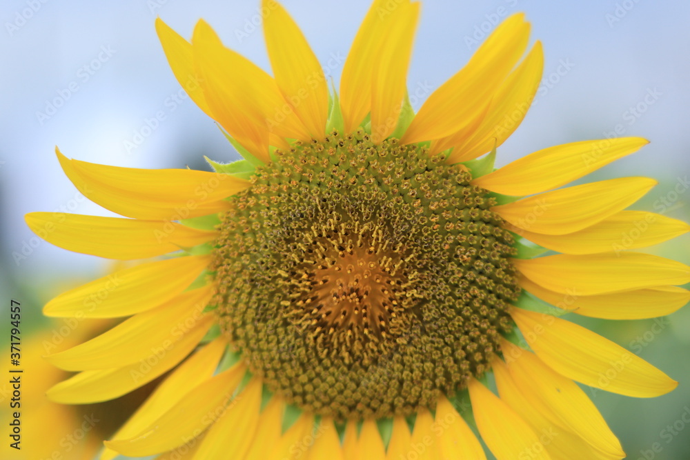 Naklejka premium Sunflower field landscape ,japan,kanagawa