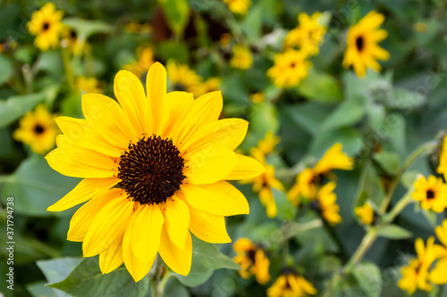 Yellow sunflower in the garden