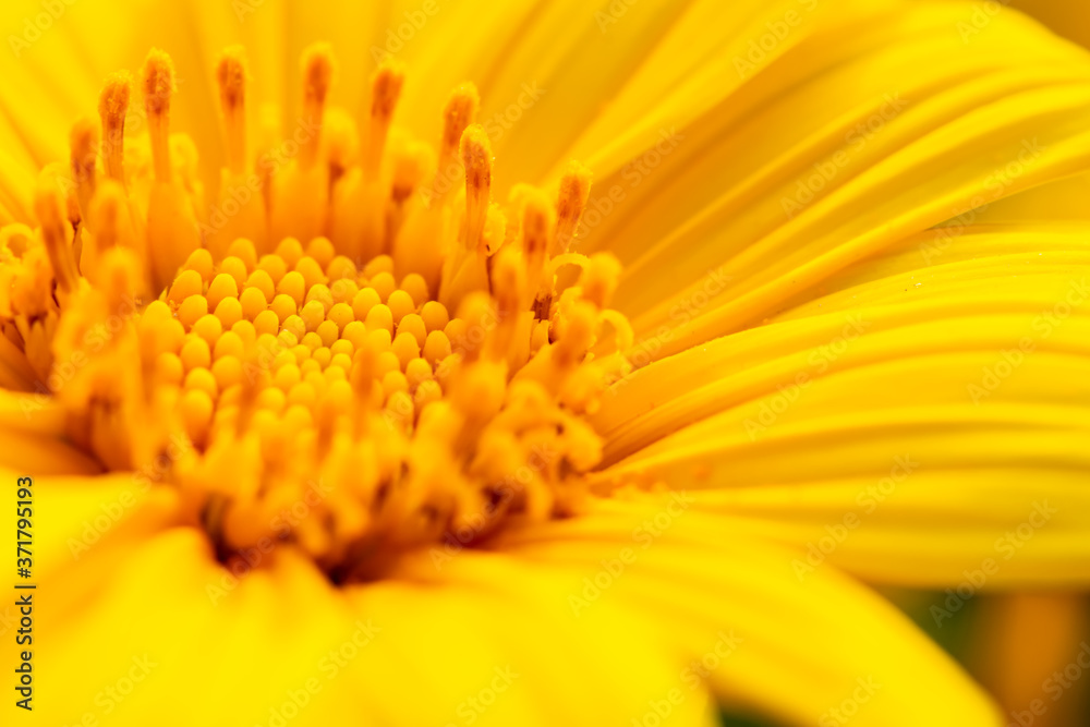 close up of yellow flower
