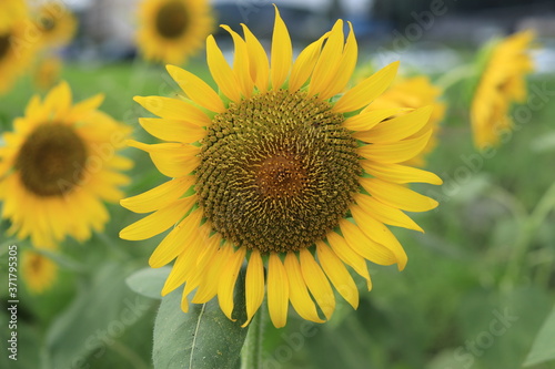 Sunflower field landscape ,japan,kanagawa