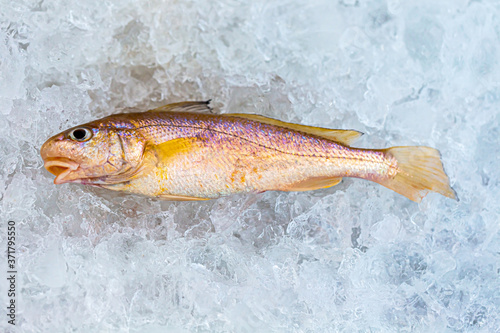 croaker fish Sell in fresh seafood market
