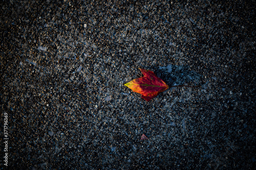Background texture of a concrete surface with a fallen reddish, colorful leaf on it.