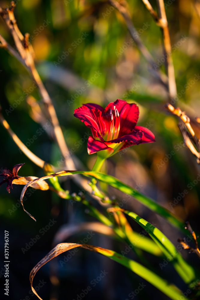 Bright red flower lit by the morning sun Bright red flower lit by the morning sun