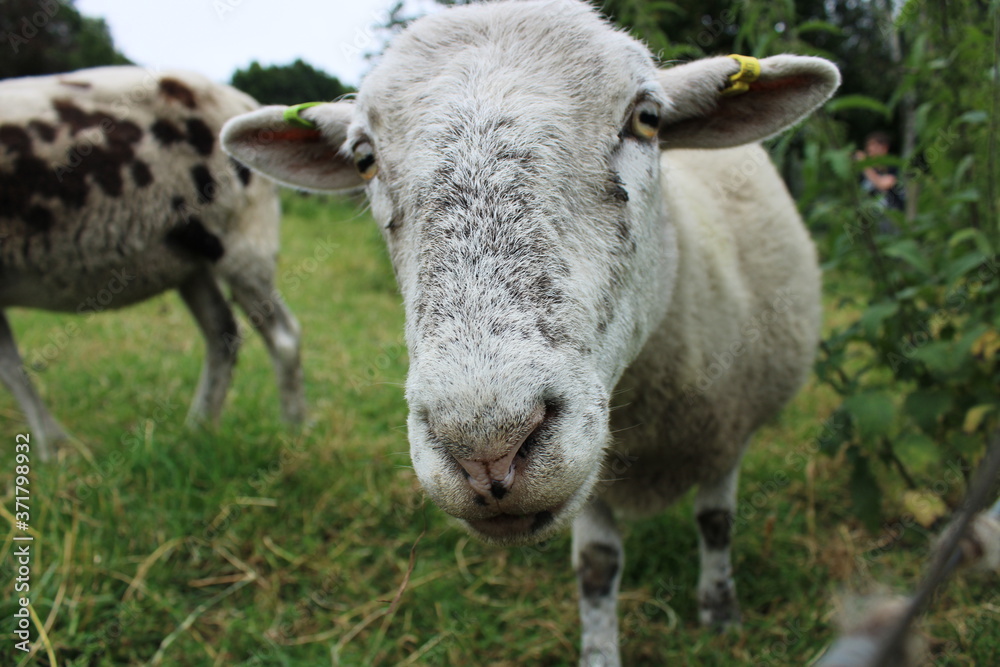 sheep at meanwood valley urban farm leeds west yorkshire sheep at meanwood valley urban farm leeds west yorkshire